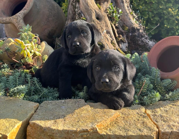 Cucciolata Labrador 26 Settembre 2025